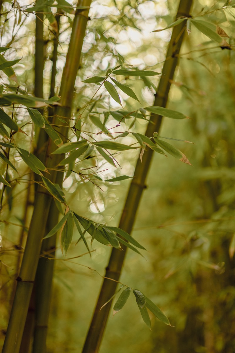 Image of bamboo 